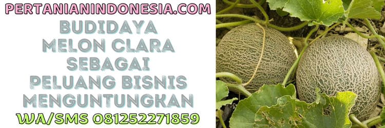 budidaya,tanaman,budidaya melon,budidaya tanaman melon,peluang bisnis